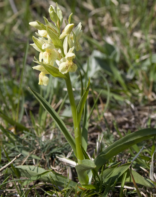 Orchidee dal Passo del Biscia.